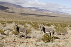 Searles to Panamint Valley February 2024